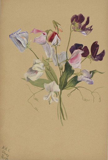 (Untitled--Flower Study)