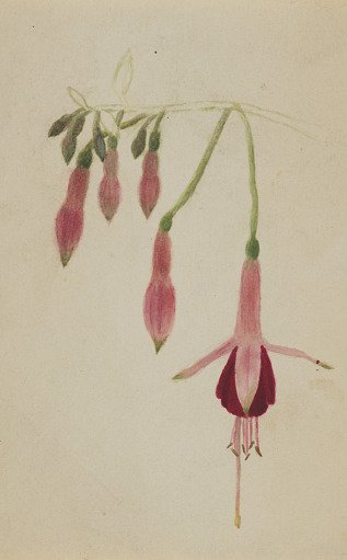 (Untitled--Flower Study)