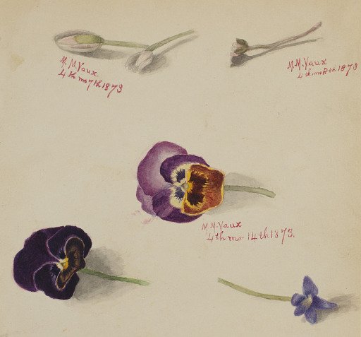 (Untitled--Flower Study)