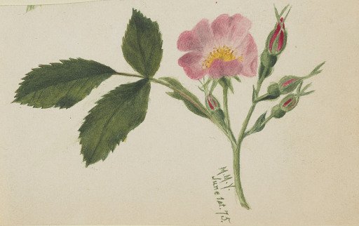 Pink Rose