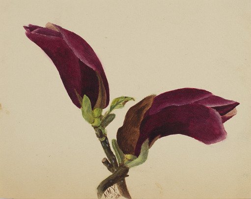 (Untitled--Flower Study)