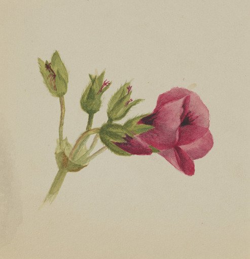 (Untitled--Flower Study)
