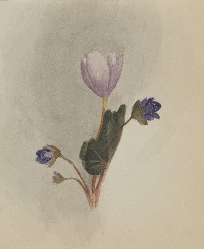 (Untitled--Flower Study)