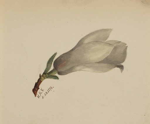 (Untitled--Flower Study)
