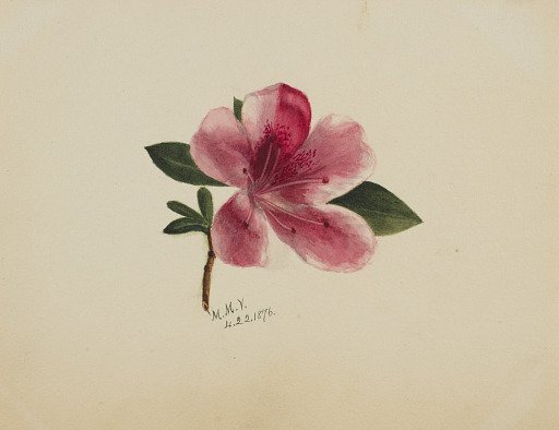 (Untitled--Flower Study)