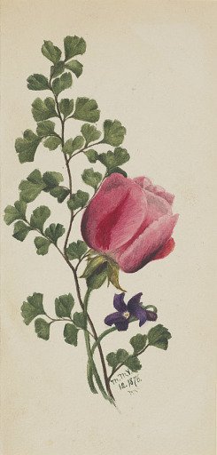 Pink Rose with Violet
