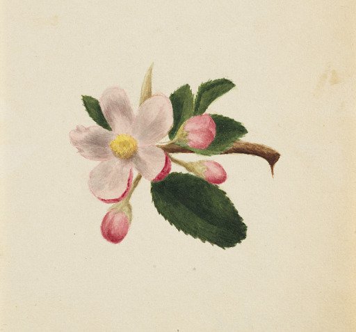 (Untitled--Flower Study)