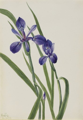Iris (Iris species)
