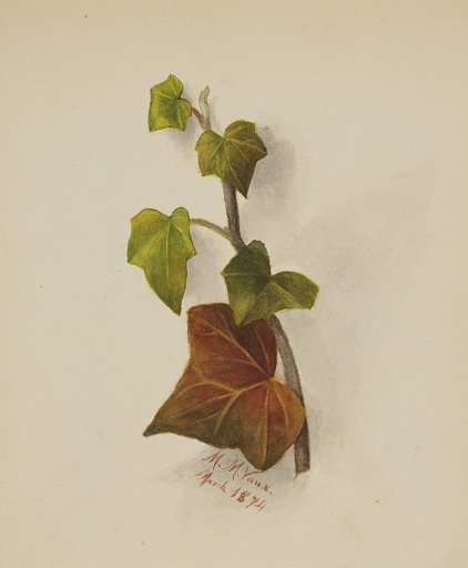 Untitled (Ivy)