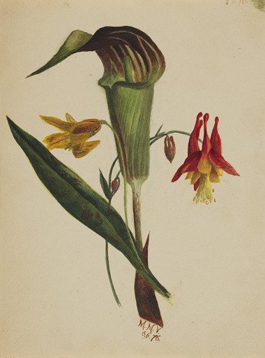 Untitled (Jack in the Pulpit)