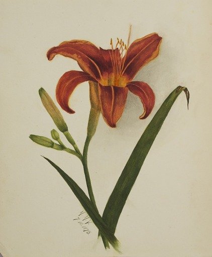 Untitled (Lily)