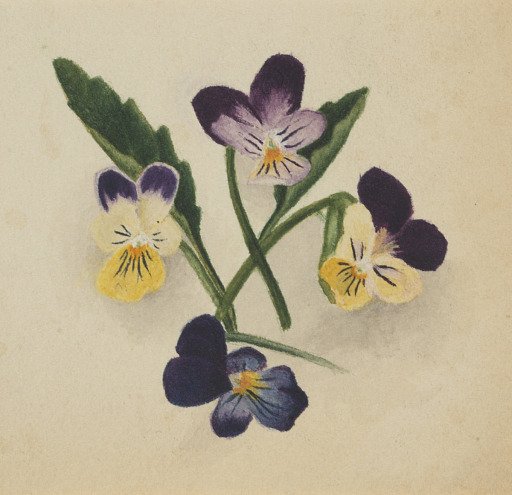 Untitled (Pansies)