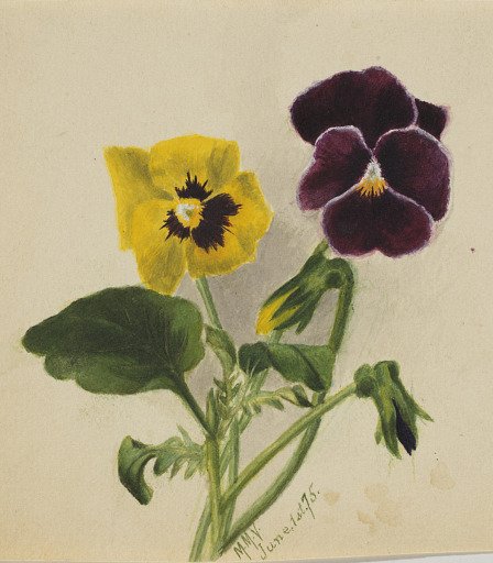 Untitled (Pansies)