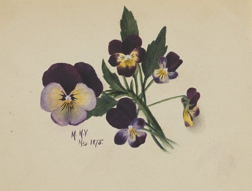 Untitled (Pansies)
