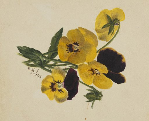Untitled (Pansies)