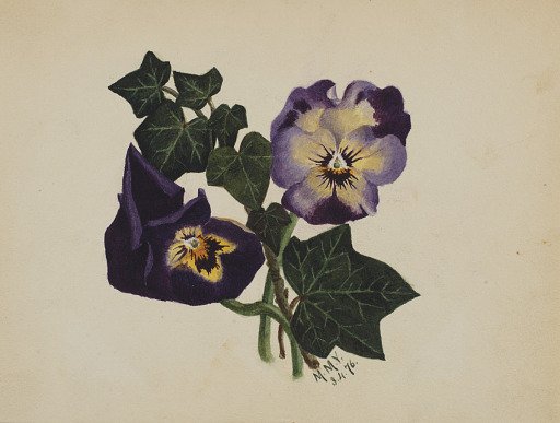 Untitled (Pansies and Ivy)