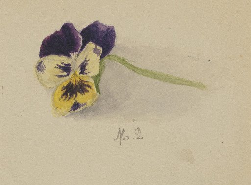 Untitled (Pansy)