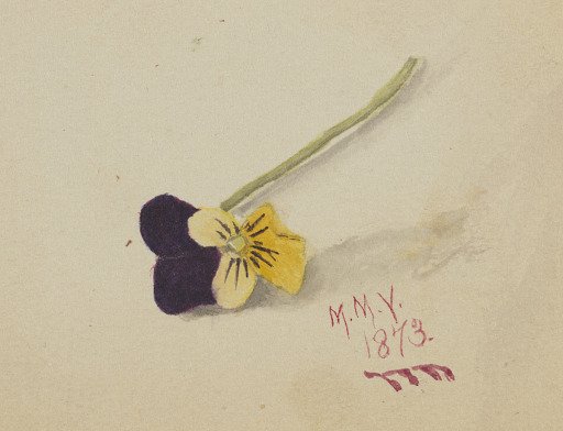 Untitled (Pansy)