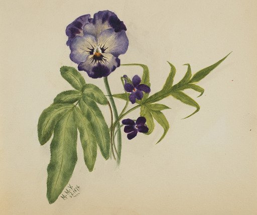 Untitled (Pansy)