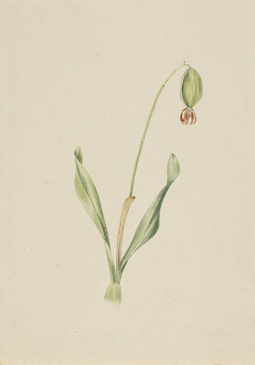 (Untitled) (Plant Study)