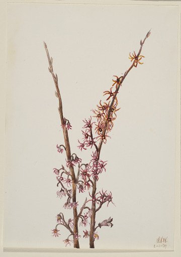 Untitled--Plant Study