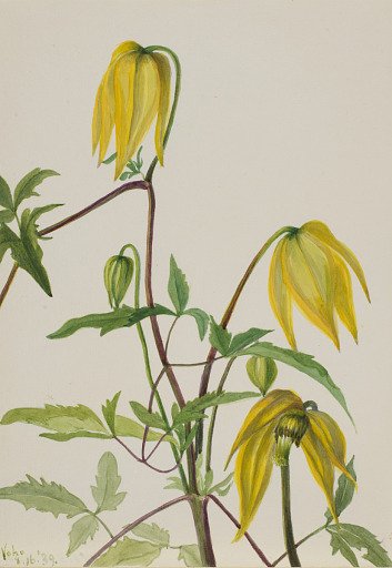 Untitled--Plant Study