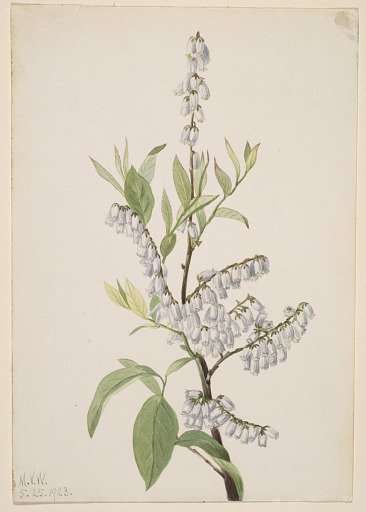 Untitled--Plant Study