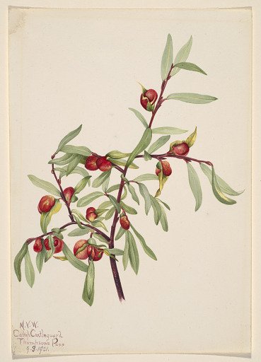Untitled--Plant Study