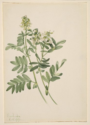 Untitled--Plant Study
