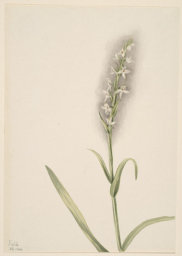 Untitled--Plant Study