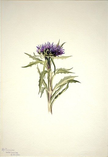 Untitled--Plant Study