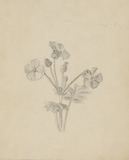 (Untitled--Plant Study)