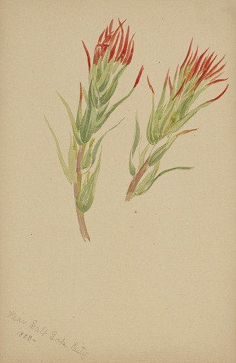 (Untitled--Plant Study)