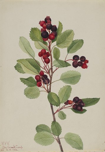 Saskatoon (Amelanchier alnifolia)