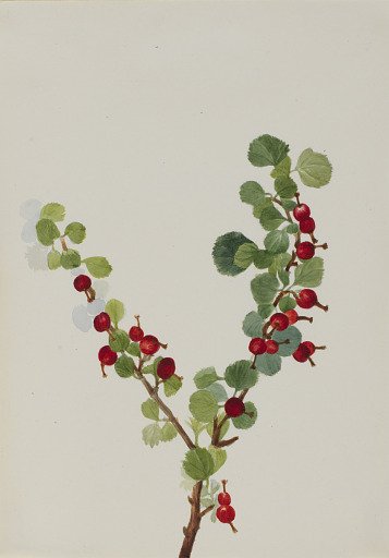 Currant (unfinished) (Ribes species)