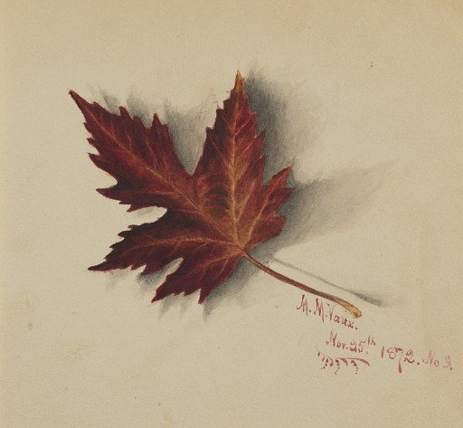 Untitled (Autumn Leaf)