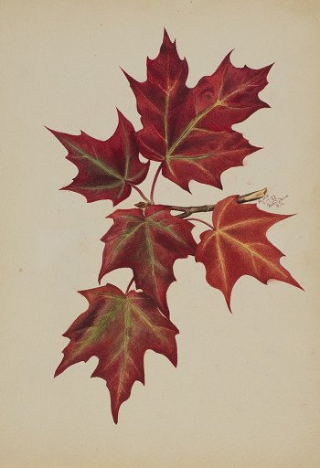 Untitled (Autumn Leaves)