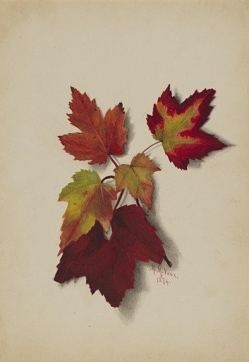 Untitled (Autumn Leaves)