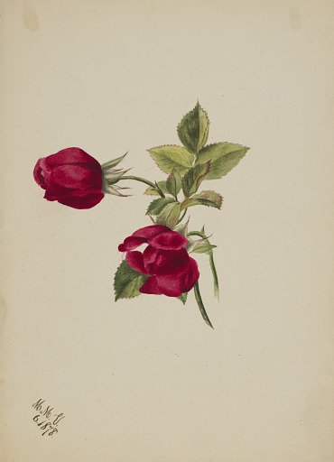 (Untitled--Rose)