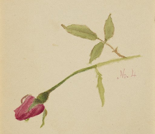 Untitled (Rose)