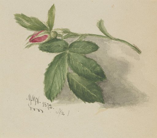 Rosebud