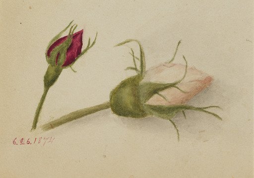 Untitled (Rosebuds)