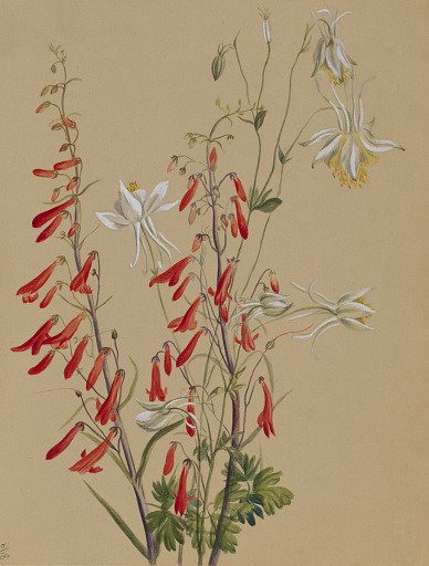 Untitled--Flower Study