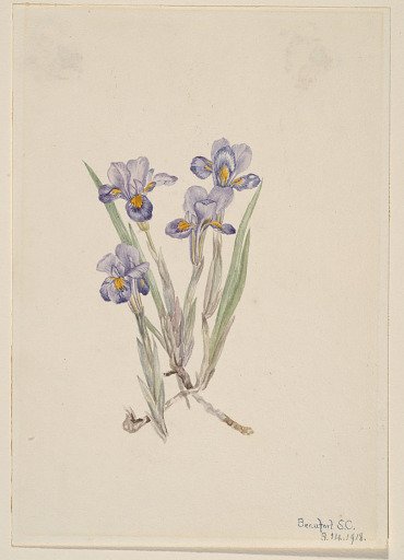 Vernal Iris (Iris verna)