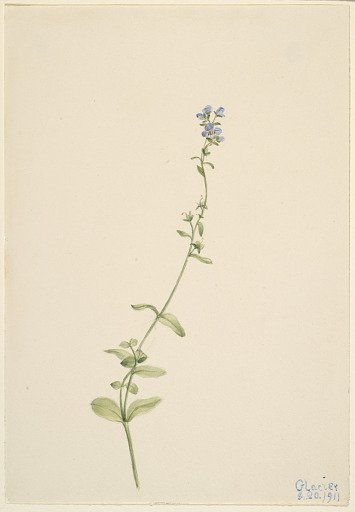 Veronica serpyllifolia