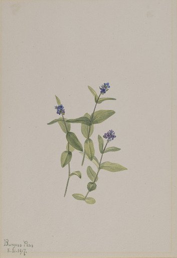Veronica wormskjoldii