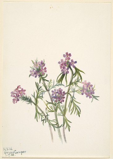 Vervain (Verbena wrightii)
