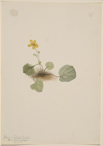 Viola orbiculata
