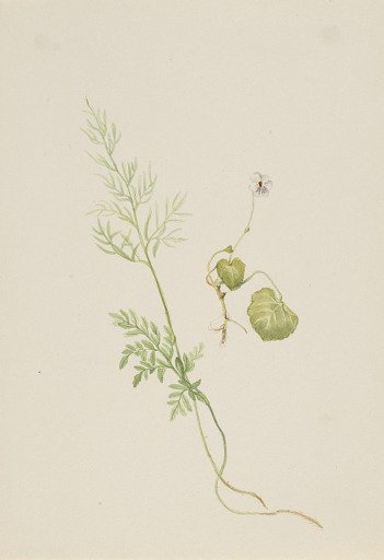 Viola palustris