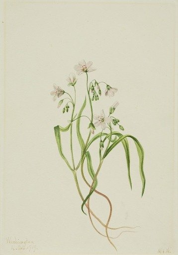 Virginia Springbeauty (Claytonia virginica)